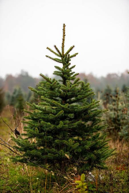 Christmas Trees